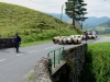 Sur la route, près de Larrau.