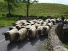 Sur le pont, sous le soleil.