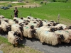 Au sifflet : silence dans les rangs !